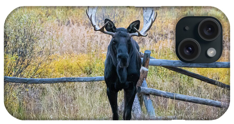Colorado iPhone Case featuring the photograph Bull Moose #3 by Patrick Nowotny