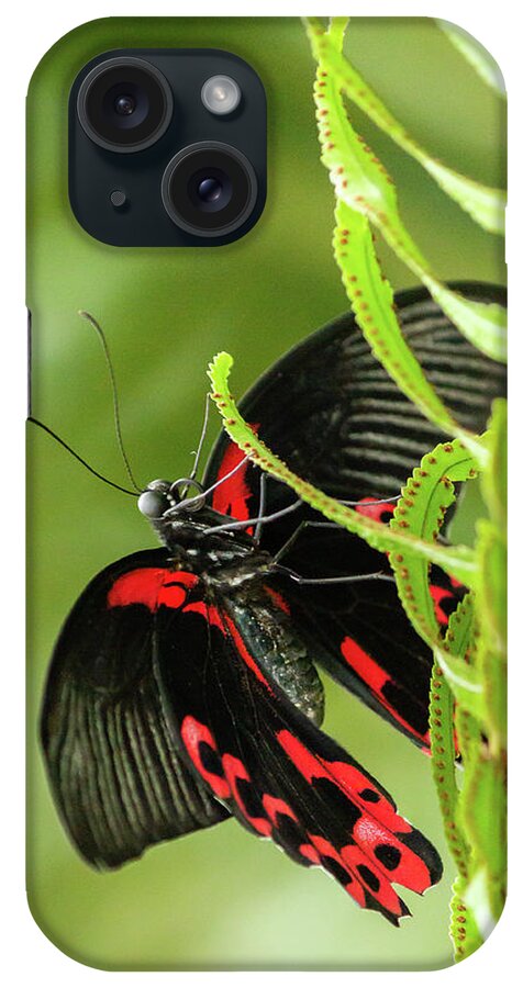 Butterflyconservatory iPhone Case featuring the photograph Butterfly red markings on black #3 by SAURAVphoto Online Store