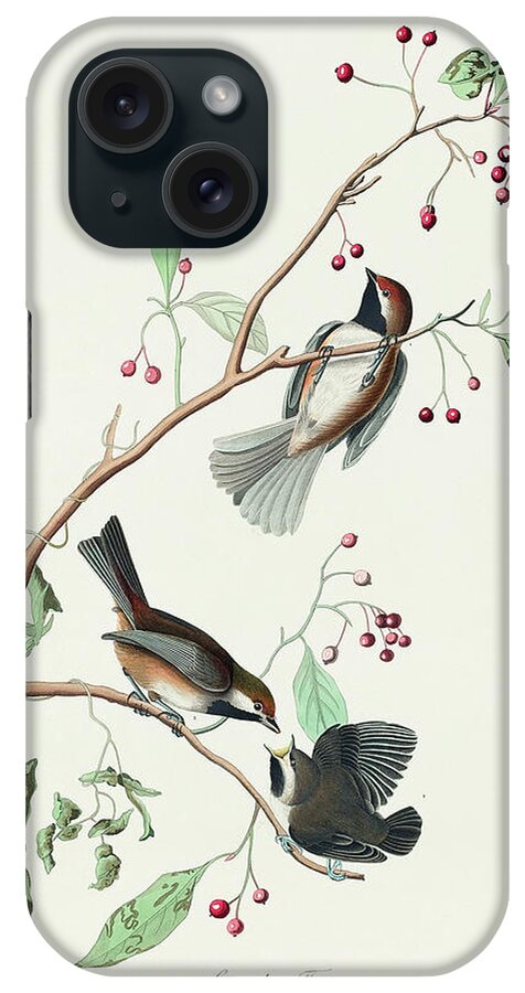 Audubon Birds iPhone Case featuring the drawing Canadian Titmouse #3 by John James Audubon