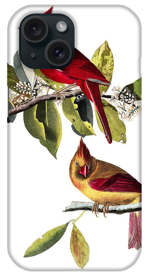 John James Audubon iPhone Case featuring the painting Cardinal Grosbeak #3 by Alexander Ivanov