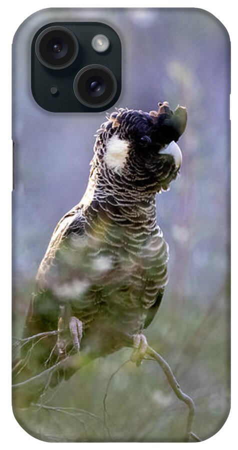 Carnaby's Black Cockatoo iPhone Case featuring the photograph Carnaby's Black Cockatoo Hen #3 by Diana Andersen