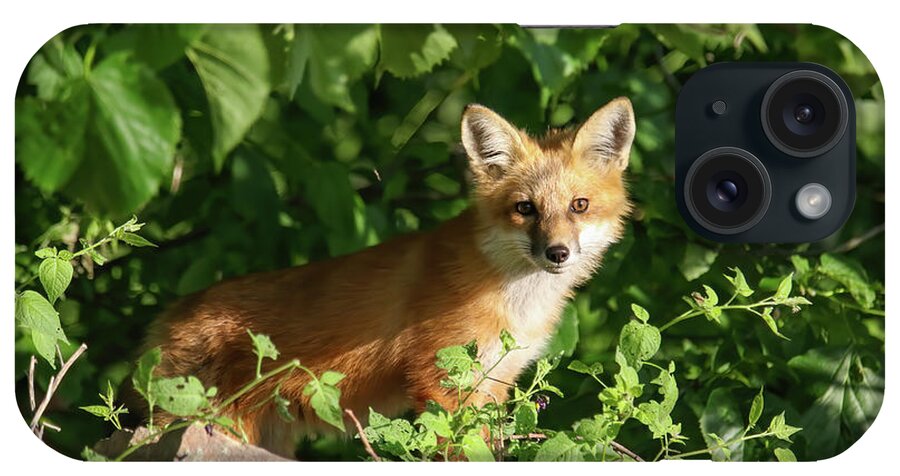 Redfox iPhone Case featuring the photograph Fox Kit #3 by Brook Burling