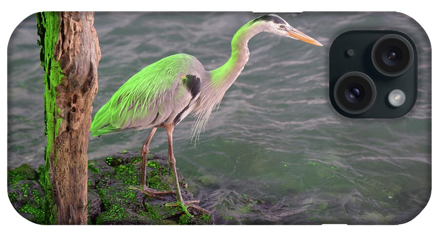 Republic Of Ecuador iPhone Case featuring the photograph Great Blue Heron, Ardea herodias, Santa Cruz Island, Galapagos Islands, Ecuador #3 by Kevin Oke