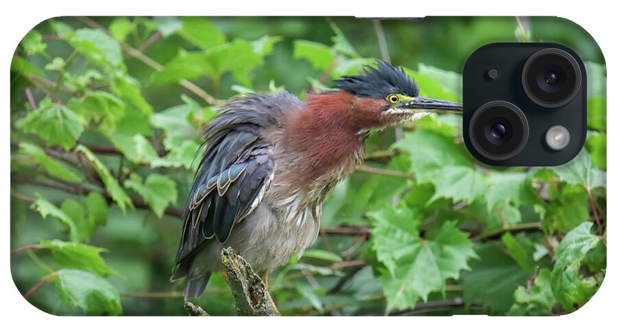 Green Heron iPhone Case featuring the photograph Green Heron #3 by Brook Burling