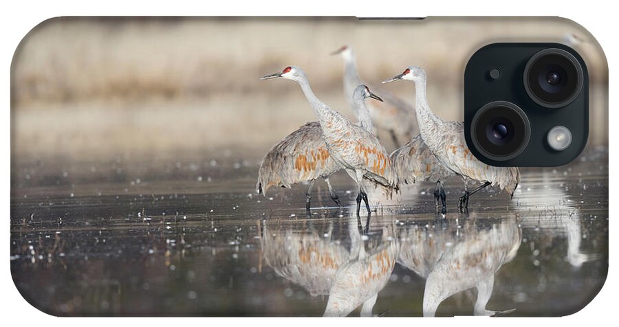 Sandhill Crane iPhone Case featuring the photograph Reflections of Feathers - New Mexico by Puttaswamy Ravishankar