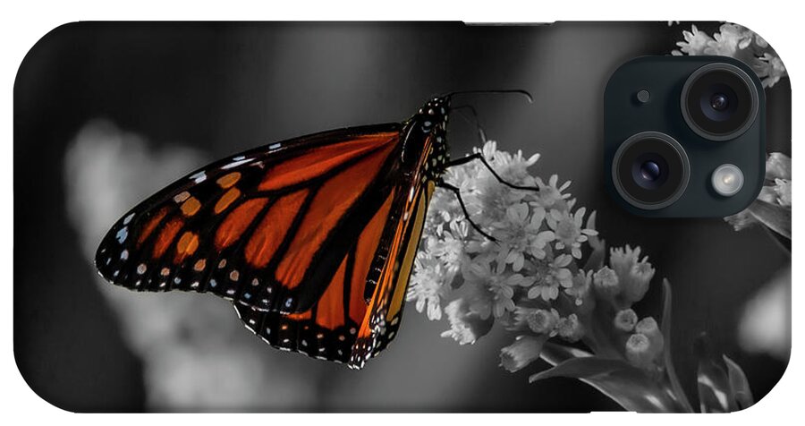 Butterfly iPhone Case featuring the photograph Stand Out #3 by Cathy Kovarik