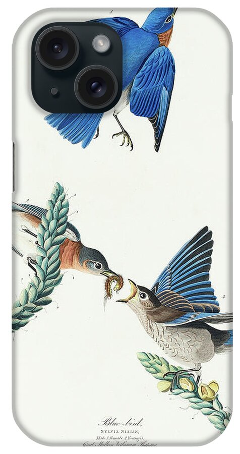 Audubon Birds iPhone Case featuring the drawing Blue-bird #4 by John James Audubon