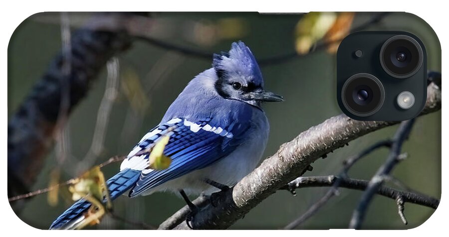 Bluejay iPhone Case featuring the photograph Blue Jay #4 by Brook Burling