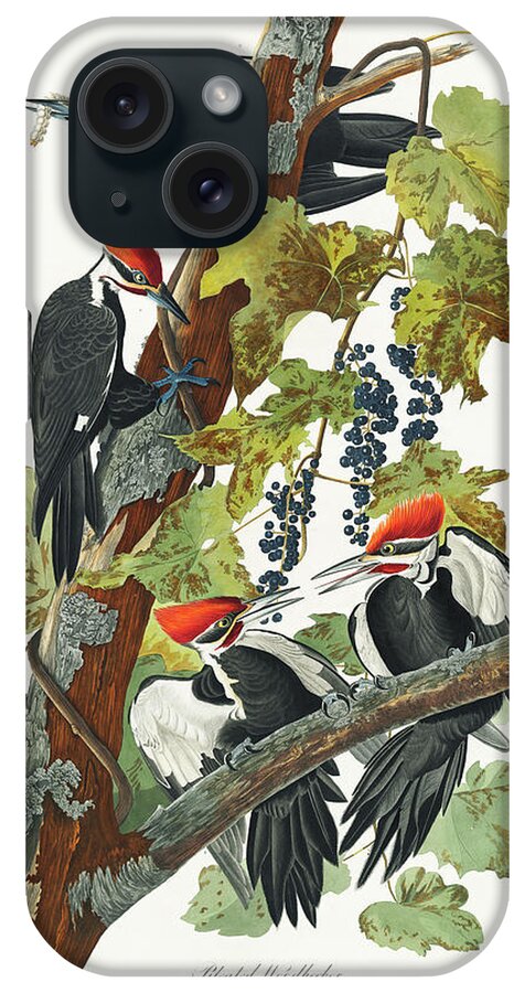 Audubon Birds iPhone Case featuring the drawing Pileated Woodpecker #4 by John James Audubon
