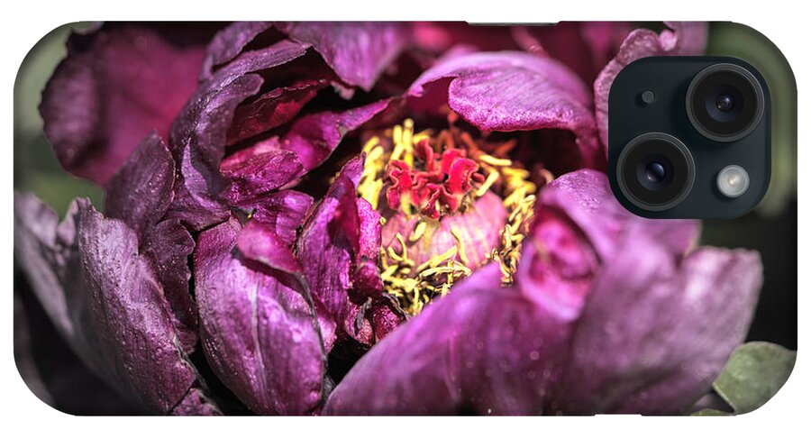 Flower iPhone Case featuring the photograph Tree Peony #4 by Cathy Donohoue
