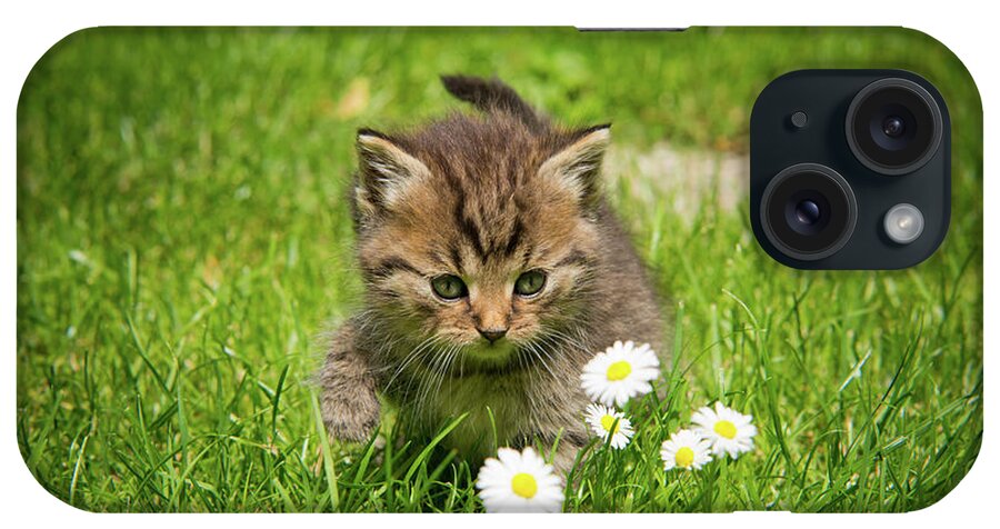 Kitten iPhone Case featuring the photograph Kitten In The Garden #5 by Vaclav Mach