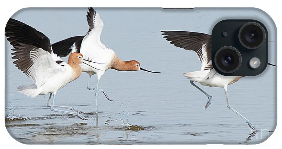 Bird iPhone Case featuring the photograph American Avocet #7 by Dennis Hammer