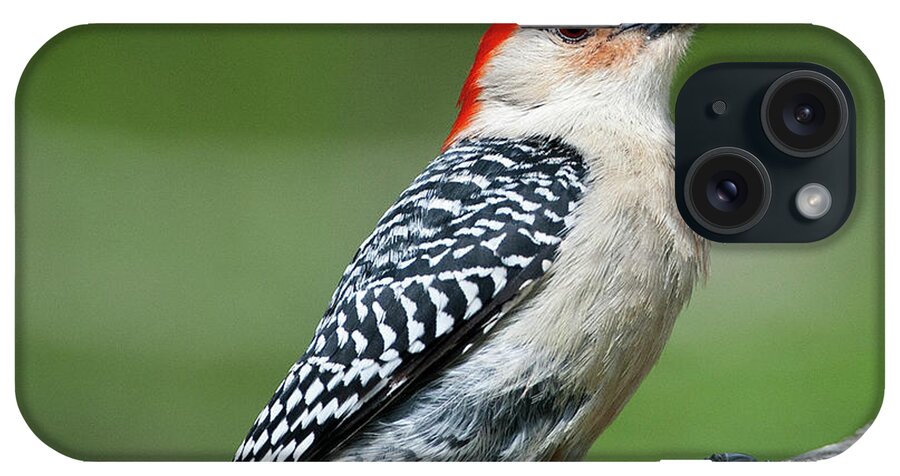 Male Red-bellied Woodpecker iPhone Case featuring the photograph Male Red-bellied Woodpecker #8 by Diane Giurco