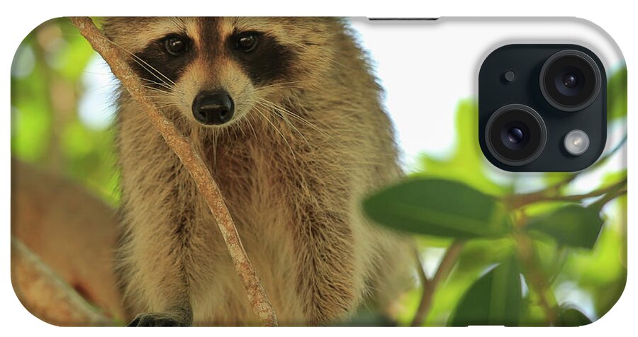 Raccoon iPhone Case featuring the photograph Raccoon Bandit by Doug McPherson