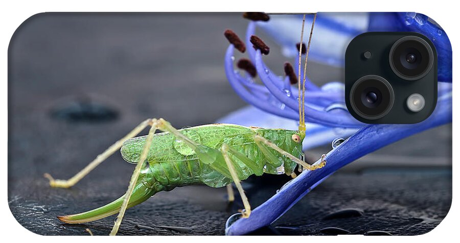 Beauty Beast Cricket Agapanthus Flower Insect Green Drinking Feeding Blue Action Macro Close Up Delightful Nature Beautiful Fantastic Magical Poetic Colorful Vivid Bright Humor Funny Fun Bizarre Thirsty Water Drops Climbing Climber Dew iPhone Case featuring the photograph A BEAUTY AND A BEAST- the climber by Tatiana Bogracheva