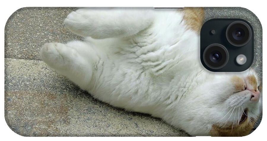 Cat iPhone Case featuring the photograph A Different Look At Life by D Hackett