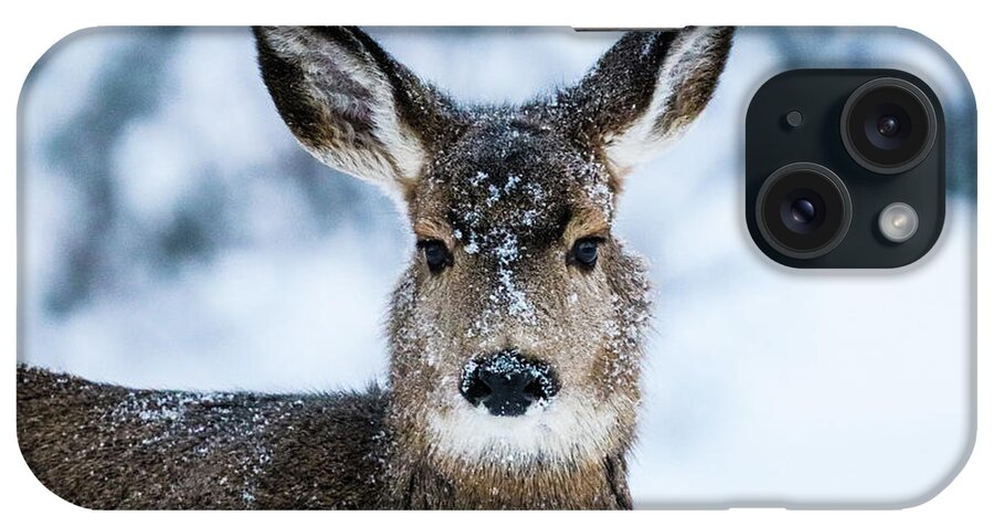 Deer iPhone Case featuring the photograph A Doe in Snow by Tahmina Watson
