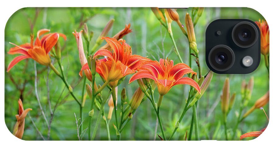Orange Daylily iPhone Case featuring the photograph A Field of Wild Daylily by Rose Guinther