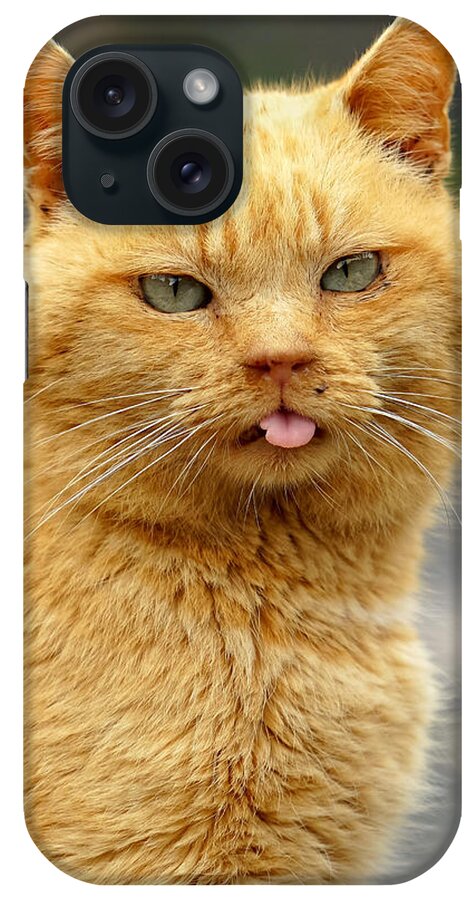 funny cat (profile picture)