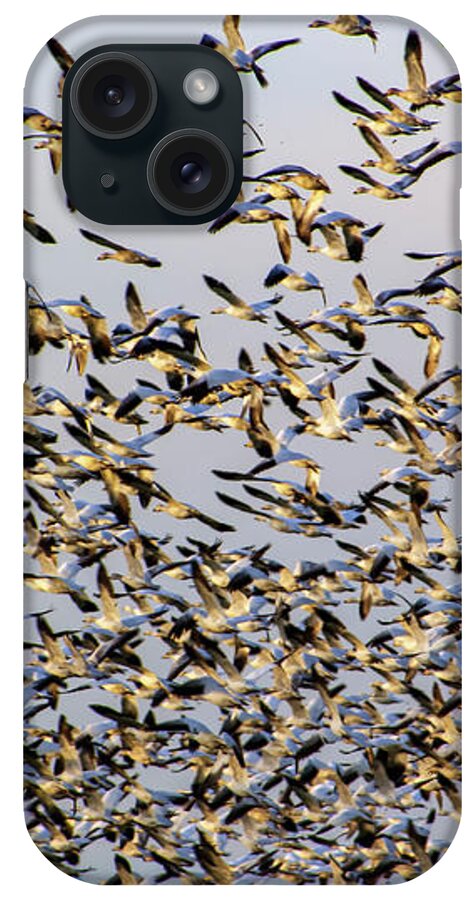 Snow Geese iPhone Case featuring the photograph A Gregarious Gaggle of Snow Geese in Mount Vernon by Sea Change Vibes