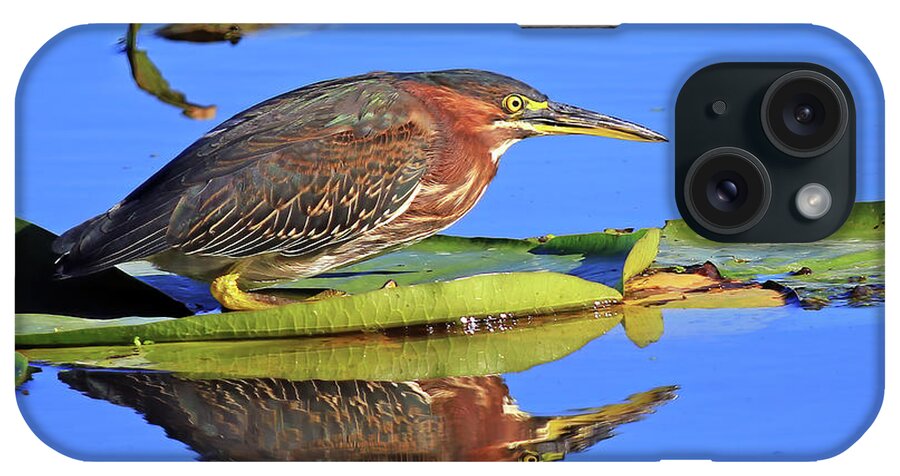 Green Heron iPhone Case featuring the photograph A Green Heron on a Lotus Pad by Shixing Wen