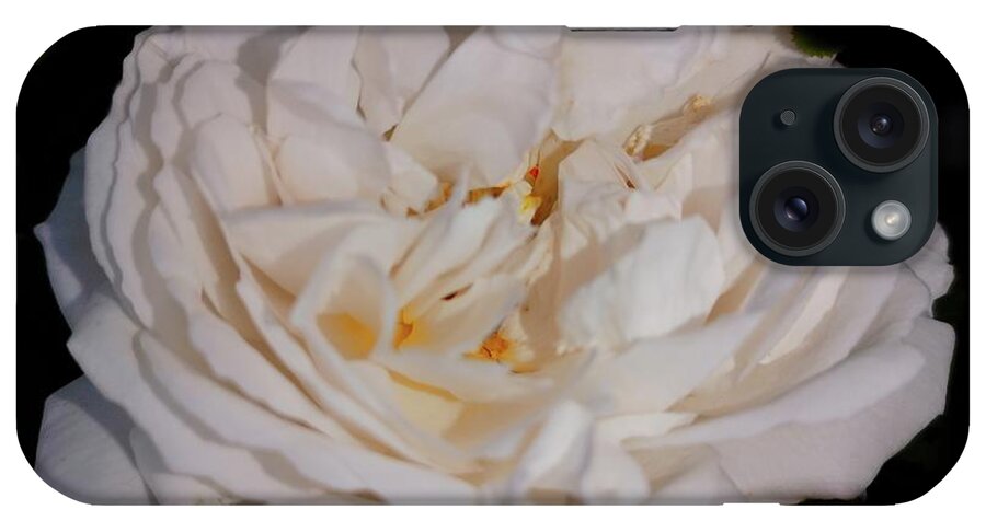 Rose iPhone Case featuring the photograph A Life Of One English Rose by Leonida Arte