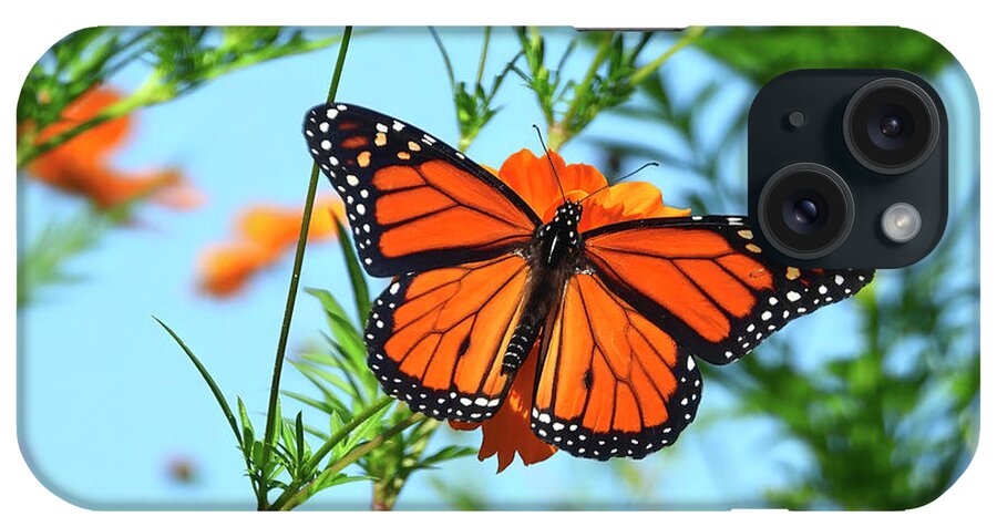 Monarch iPhone Case featuring the photograph A Monarch Butterfly by Scott Cameron