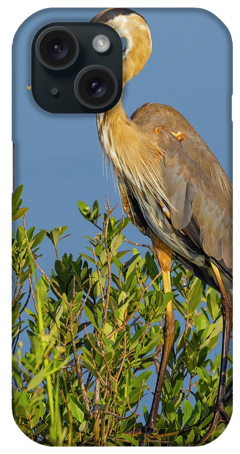 R5-2653 iPhone Case featuring the photograph A Proud Heron by Gordon Elwell