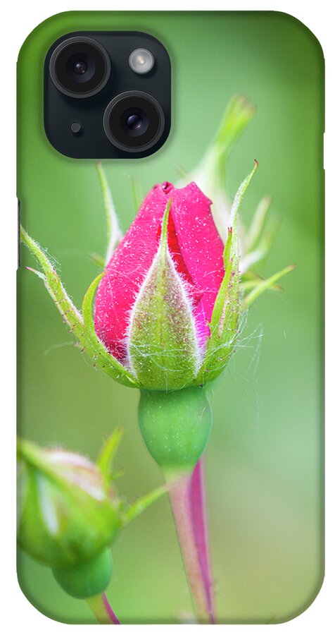 Affection iPhone Case featuring the photograph A Quiet Passion by Christi Kraft