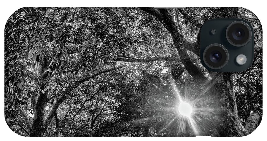 Tree iPhone Case featuring the photograph A Ray of Sunlight by Alan Goldberg