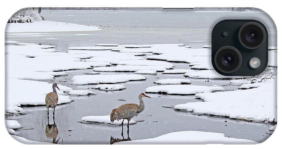 Sandhill Crane iPhone Case featuring the photograph A Sandhill Crane Couple in a Michigan Winter Wonderland by Shixing Wen