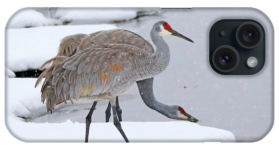 Sandhill Crane iPhone Case featuring the photograph A Sandhill Crane Couple in Michigan Winter by Shixing Wen