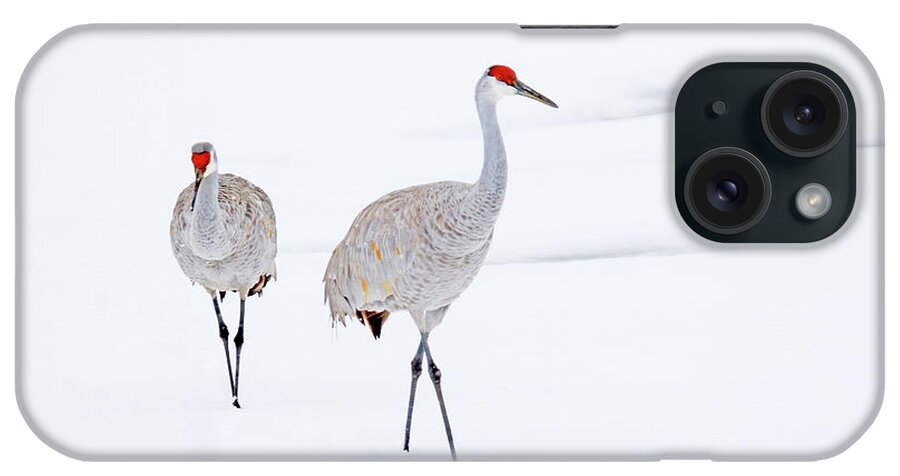 Sandhill Cranes; Wild Bird; Winter; Snow; Michigan iPhone Case featuring the photograph A Sandhill Crane Couple Walking in Snow by Shixing Wen