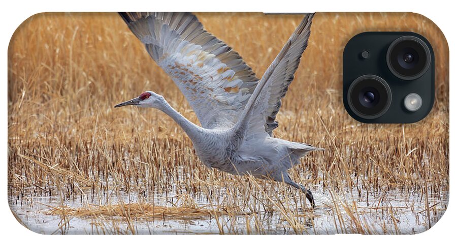 Bosque Del Apache iPhone Case featuring the photograph A Sandhill Takes Flight 4 by Susan Rissi Tregoning