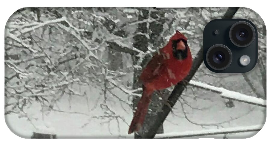 Cardinal iPhone Case featuring the photograph A Natural Selectively Colored Image by Calvin Boyer
