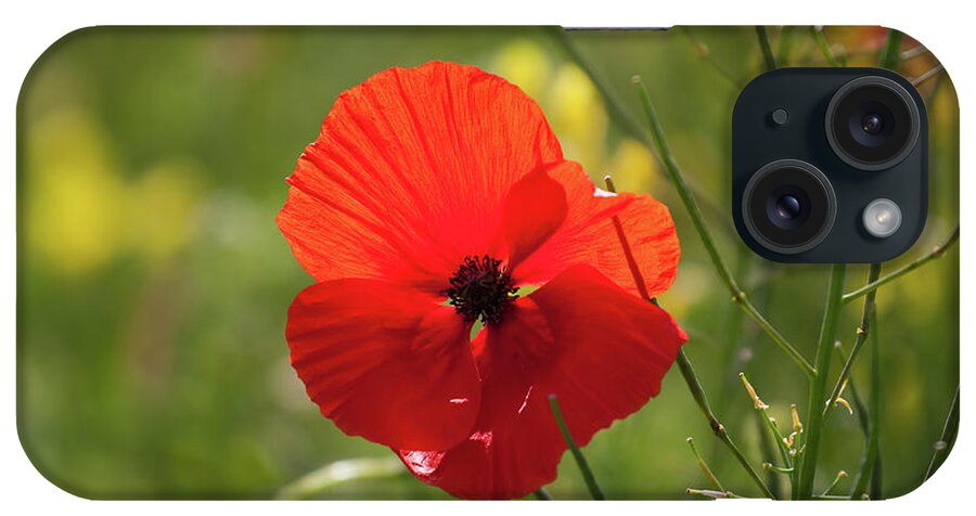 Uk iPhone Case featuring the photograph A Single Poppy, Yorkshire by Tom Holmes Photography