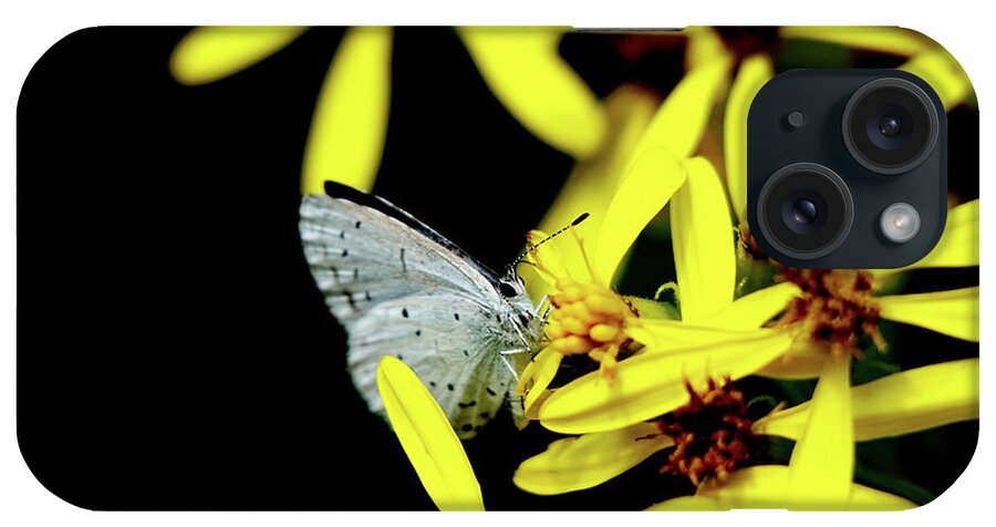 Celastrina Argiolus iPhone Case featuring the photograph Butterfly Holly blue on yellow flower by Vaclav Sonnek