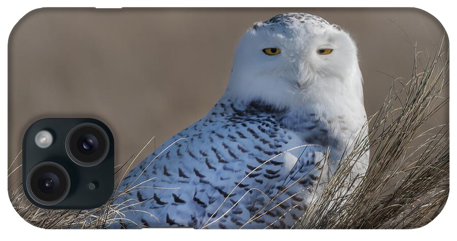 Snowy Owl iPhone Case featuring the photograph A Young Snowy Owl by Sylvia Goldkranz