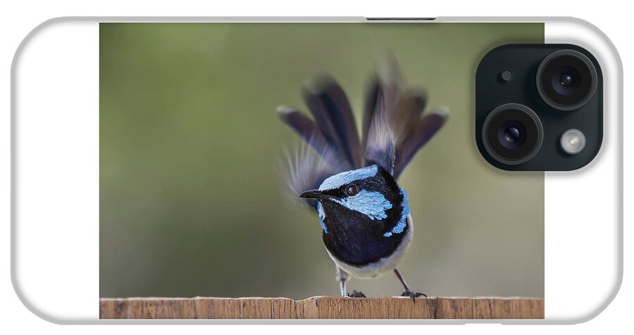 Linda Oliver. Bird iPhone Case featuring the photograph About to Fly by Linda Oliver