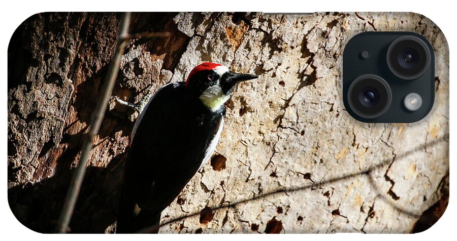 Acorn Woodpecker iPhone Case featuring the photograph Acorn Woodpecker on Tree by Dawn Richards
