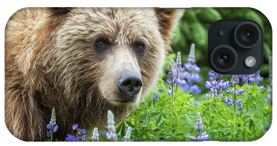 Brown Bear iPhone Case featuring the photograph Adolescent Bear in the Lupin, No. 1 by Belinda Greb