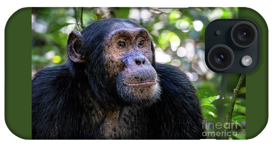 Chimpanzee iPhone Case featuring the photograph Adult chimpanzee, pan troglodytes, in the tropical rainforest of Kibale National Park, western Uganda. The park conservation programme means that some troupes are habituated. by Jane Rix