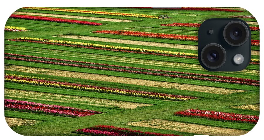 Tulips iPhone Case featuring the photograph Aerial Tulip Farm Rows by Susan Candelario
