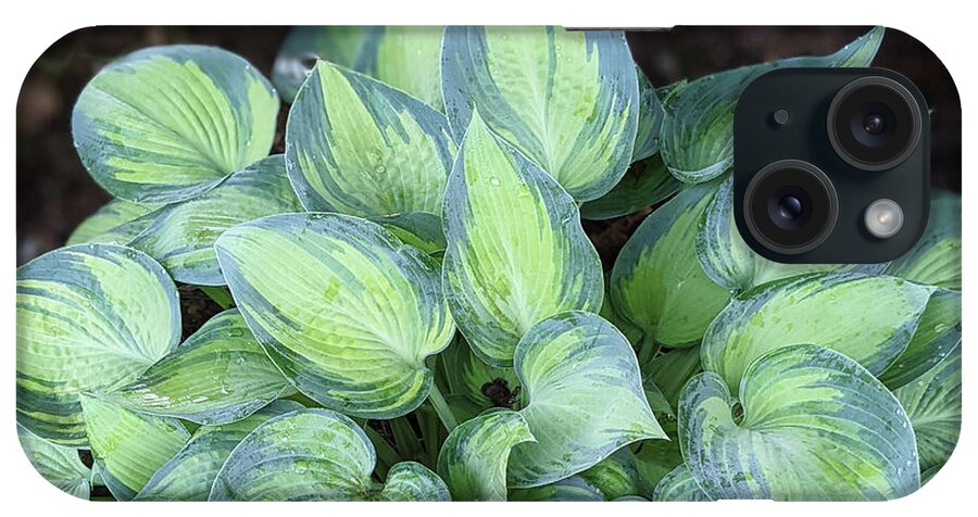 Hosta iPhone Case featuring the photograph After the Rain - Hosta June by Diane Chandler