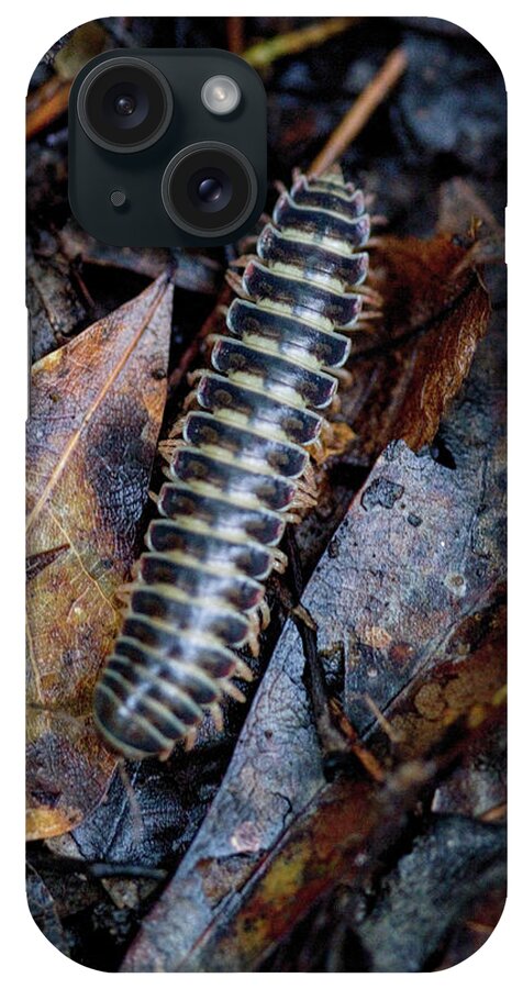 Sigmoria iPhone Case featuring the photograph Alabama Red and Black Millipede - Sigmoria by Kathy Clark