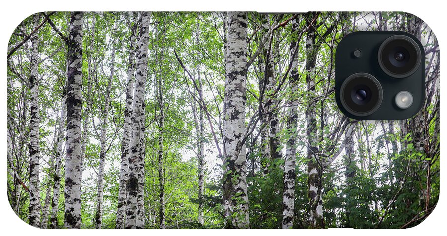 Alaska iPhone Case featuring the photograph Alaska White Birch Forest by Ed Williams