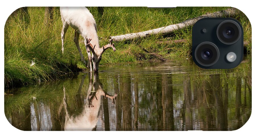 Albino Deer iPhone Case featuring the photograph Albino Deer Reflection by Rick Wilking
