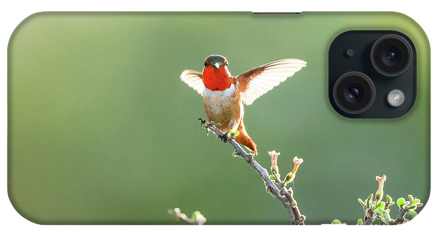 Hummingbird iPhone Case featuring the photograph Allen's Hummingbird by Tahmina Watson