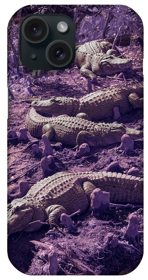Alligator iPhone Case featuring the photograph Alligators by Carolyn Hutchins