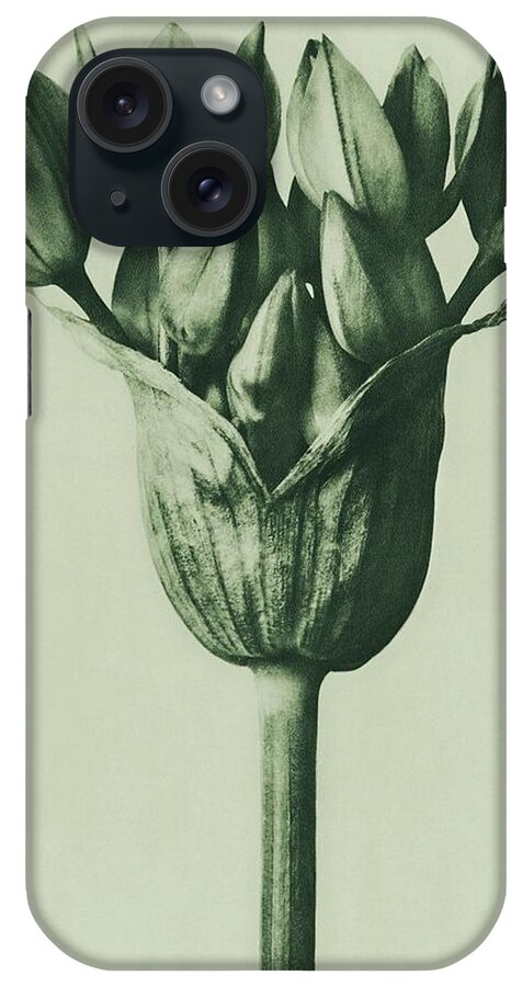 Allium Ostroroskianum iPhone Case featuring the photograph Allium Ostroroskianum, ornamental onion, enlarged 6 times from Urformen der Kunst by Karl Blossfeldt